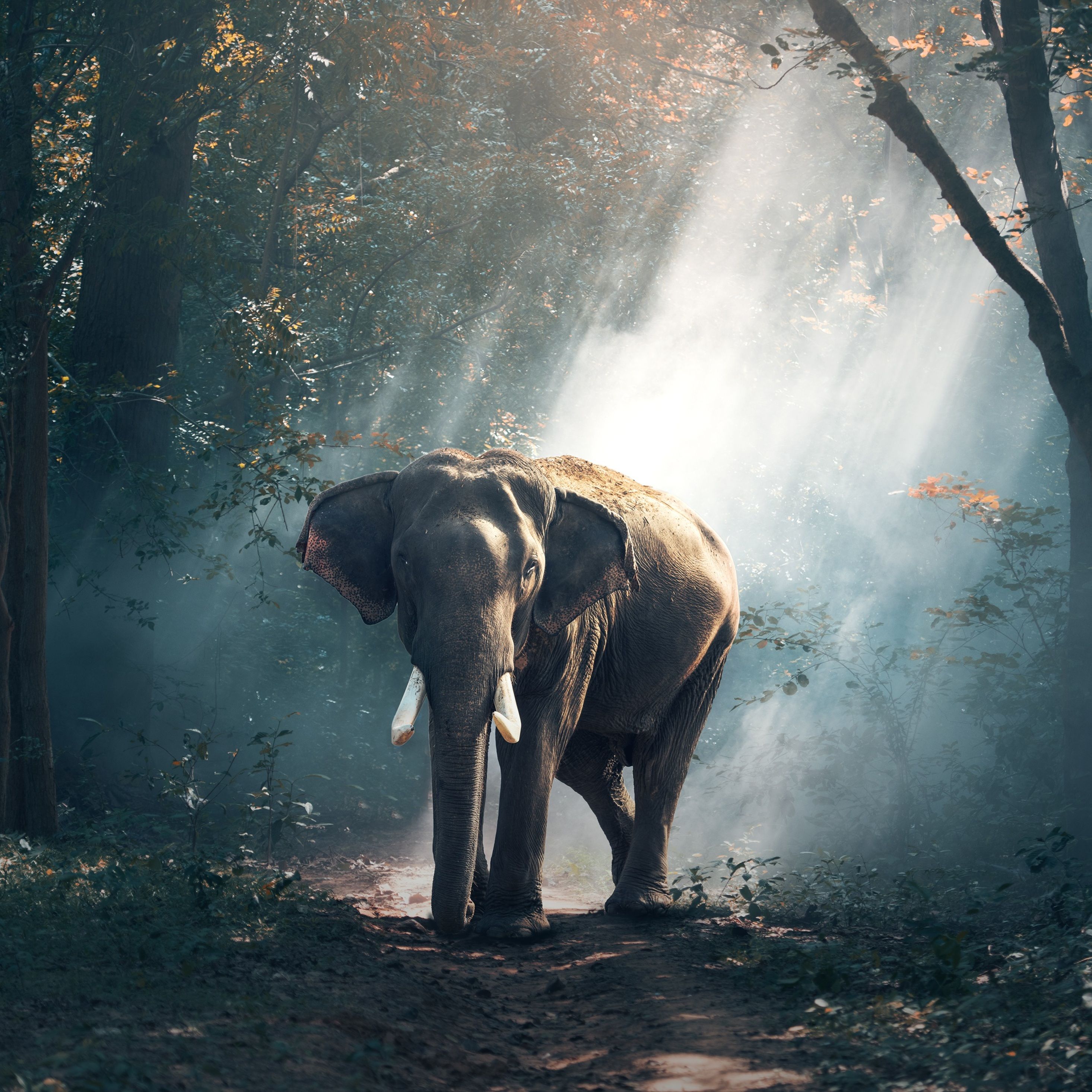 Download Elephant Background Images Nomer 7