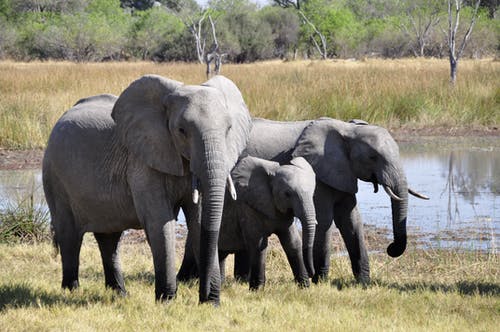 Detail Elephant Download Nomer 49
