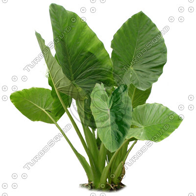 Elephant Ear Plant Png - KibrisPDR