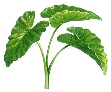 Detail Elephant Ear Plant Png Nomer 16