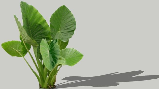 Detail Elephant Ear Plant Png Nomer 19