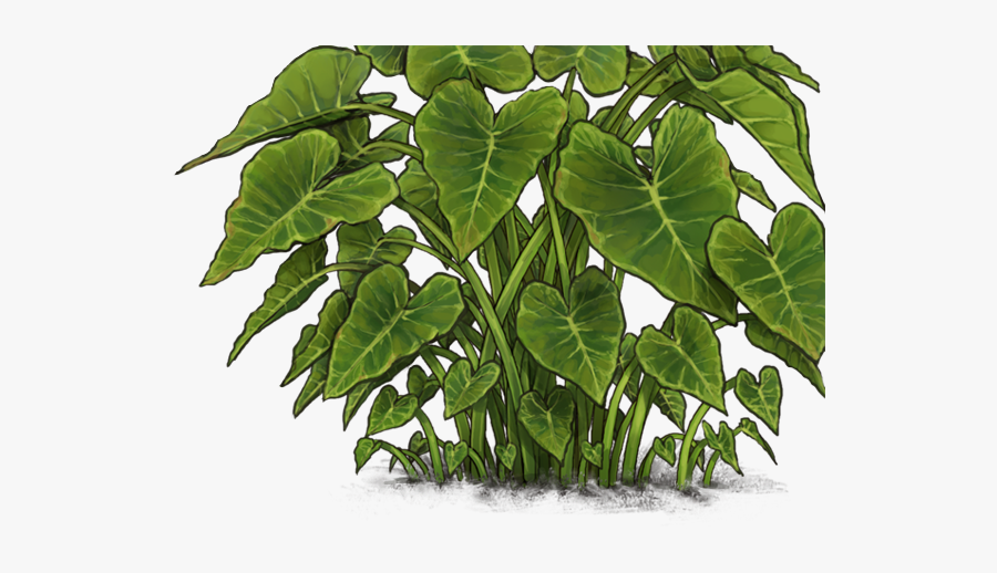 Detail Elephant Ear Plant Png Nomer 20