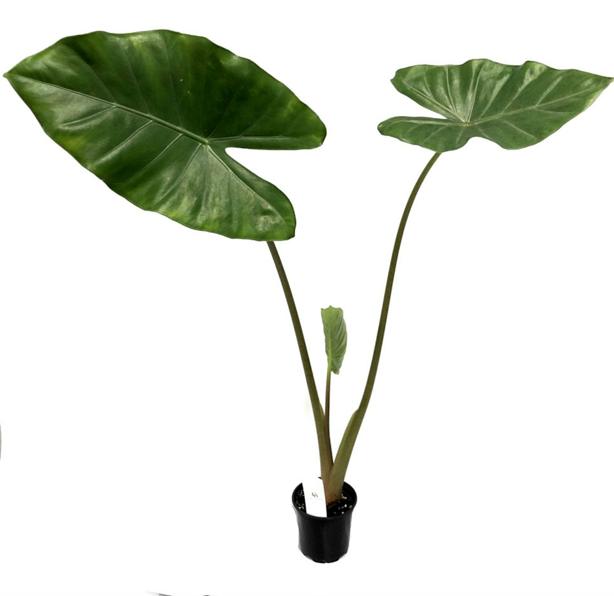 Detail Elephant Ear Plant Png Nomer 22