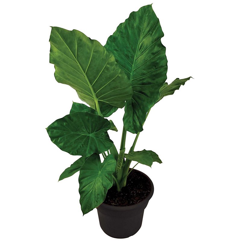 Detail Elephant Ear Plant Png Nomer 24