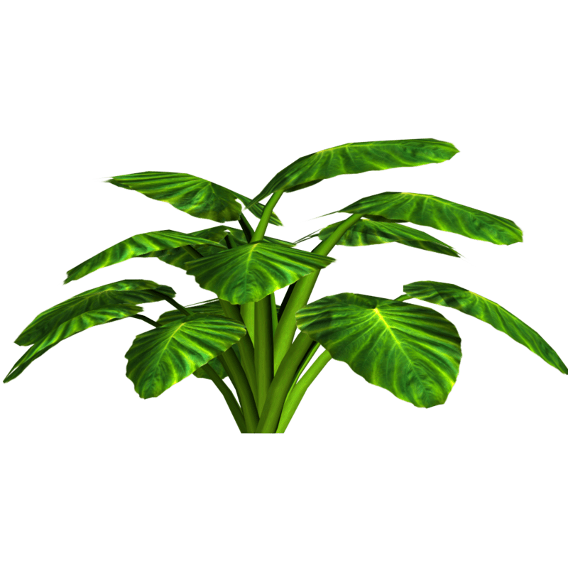 Detail Elephant Ear Plant Png Nomer 33