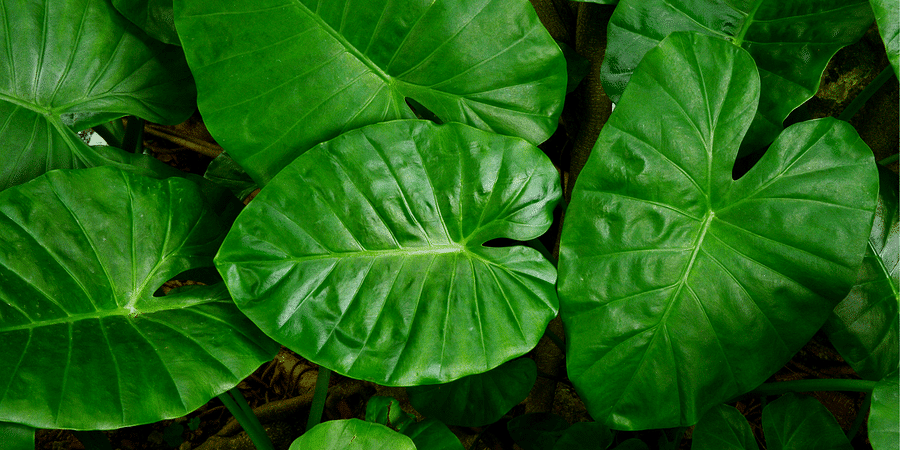 Detail Elephant Ear Plant Png Nomer 42