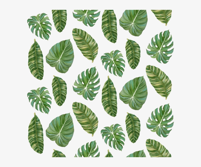 Detail Elephant Ear Plant Png Nomer 47