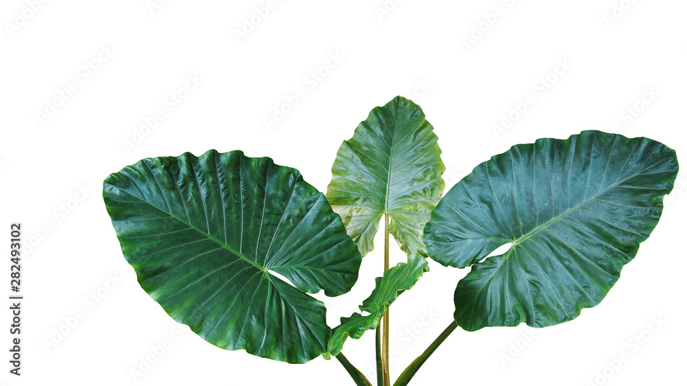 Detail Elephant Ear Plant Png Nomer 48