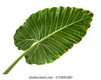 Detail Elephant Ear Plant Png Nomer 52