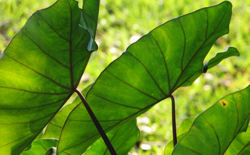 Detail Elephant Ear Plant Png Nomer 57