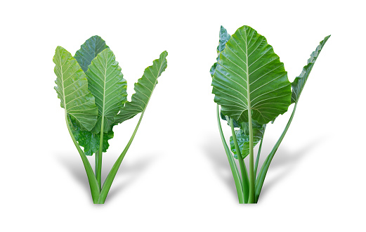 Detail Elephant Ear Plant Png Nomer 8