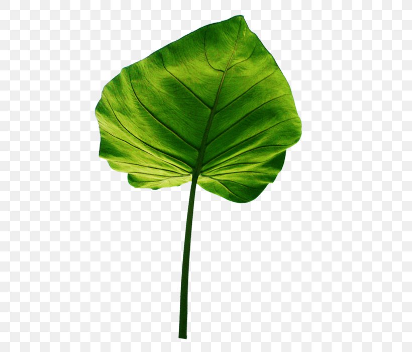 Detail Elephant Ear Plant Png Nomer 9