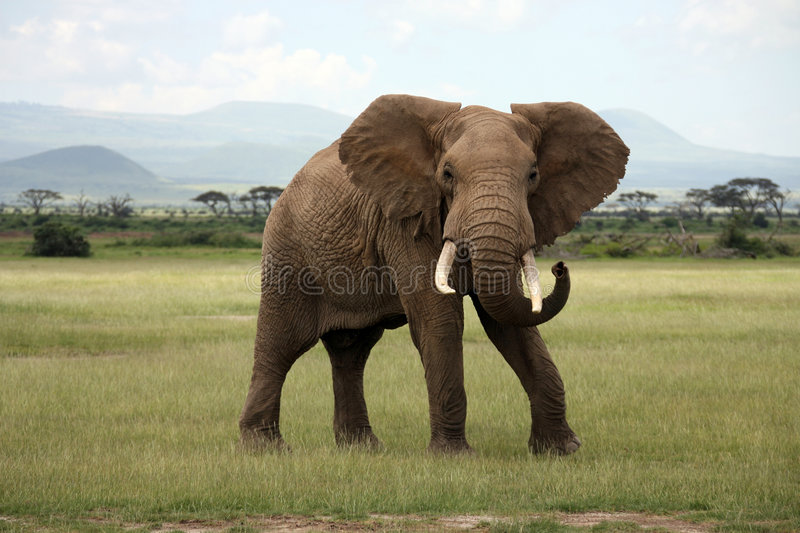 Elephant Free Image - KibrisPDR