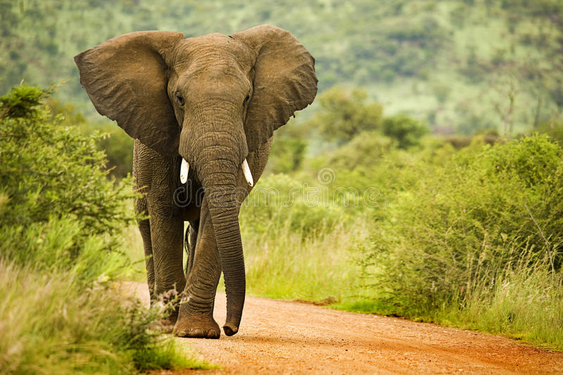 Elephant Free Images - KibrisPDR