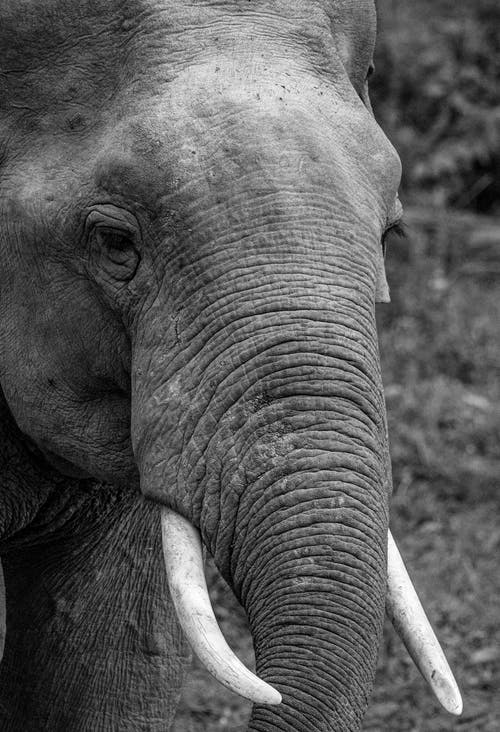 Detail Elephant Free Images Nomer 51