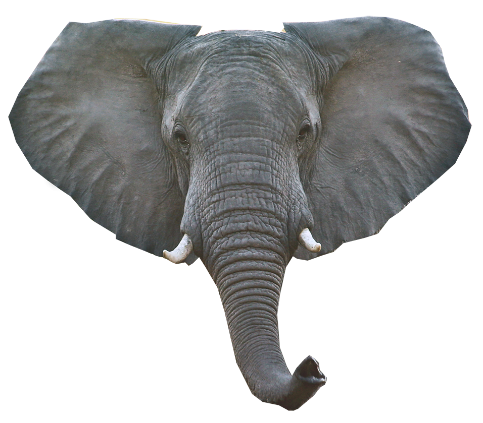 Elephant Head Png - KibrisPDR