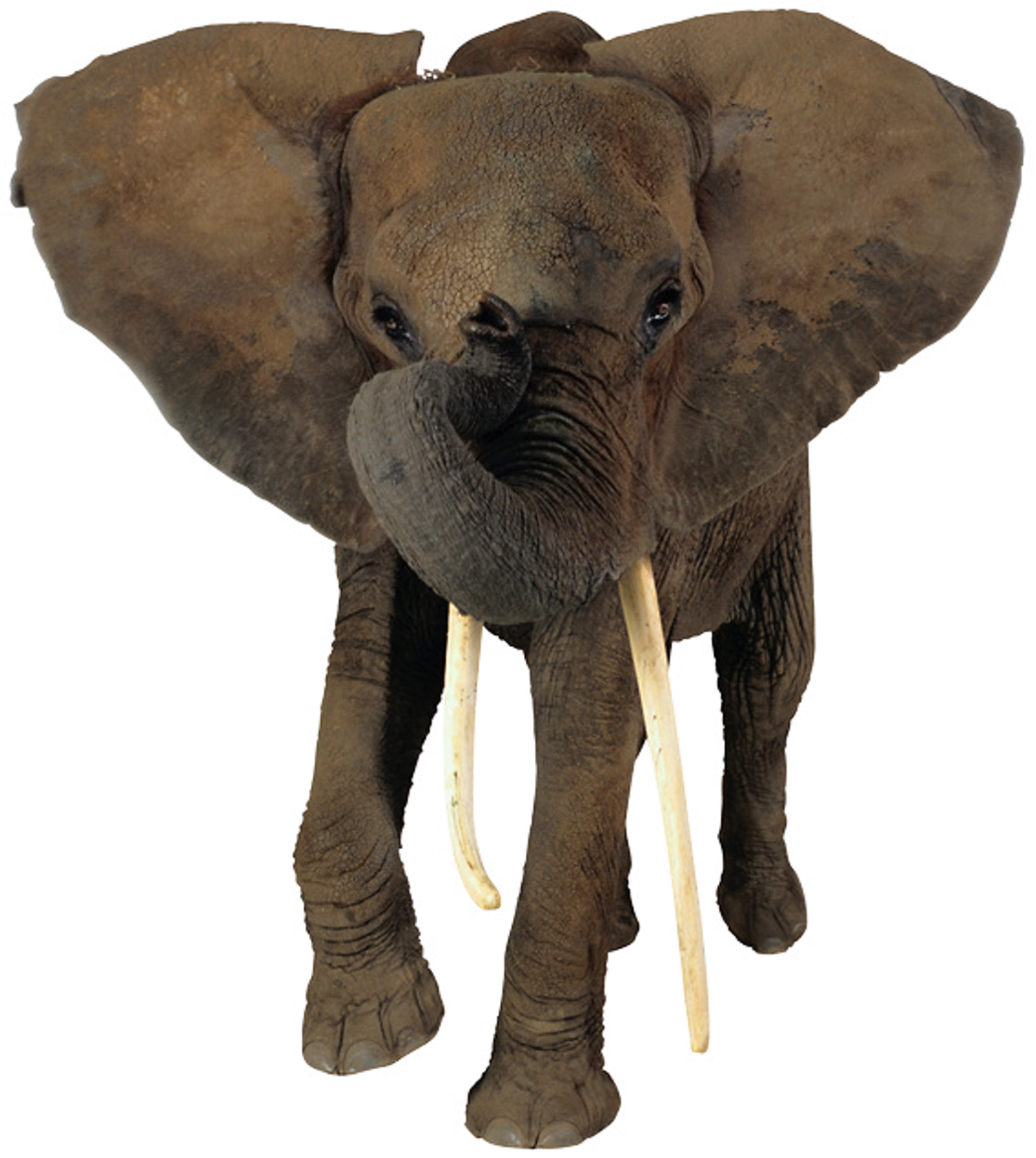 Detail Elephant Head Png Nomer 9