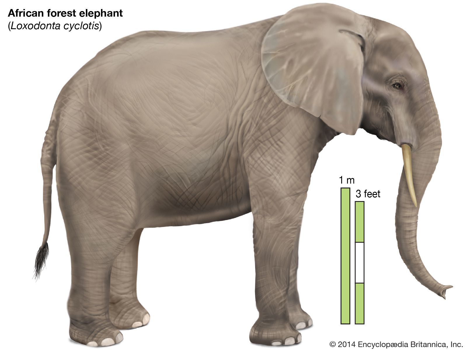 Detail Elephant Image Nomer 30