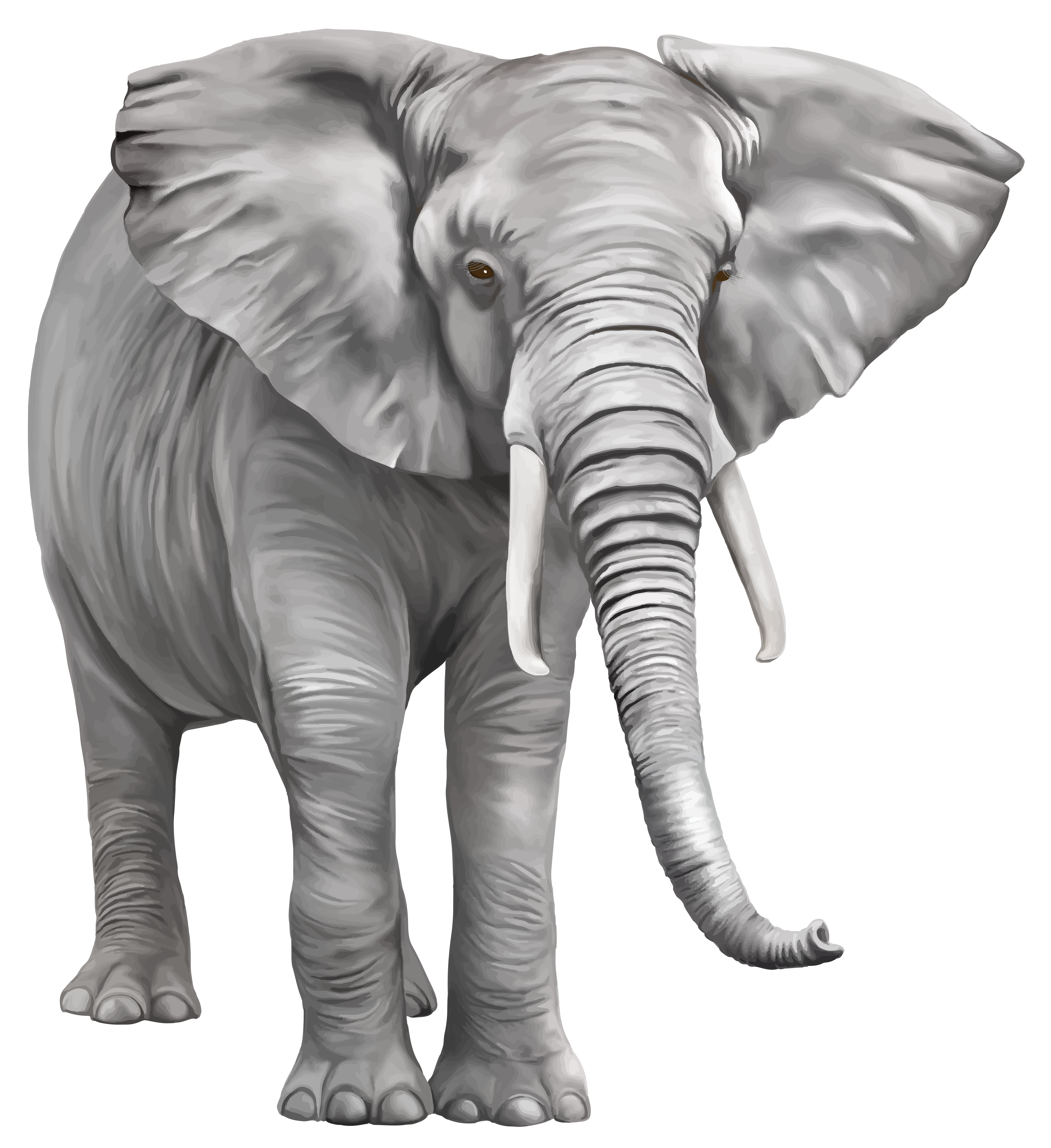 Detail Elephant Images Free Download Nomer 15