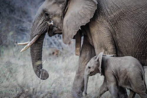 Detail Elephant Images Free Download Nomer 38