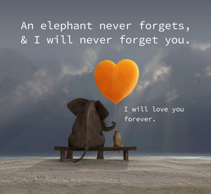 Detail Elephant Love Quotes Nomer 4