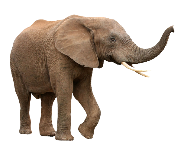 Elephant Png Images - KibrisPDR