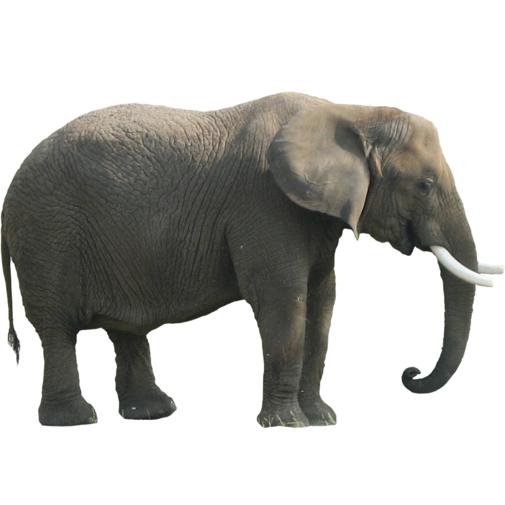 Detail Elephant Png Images Nomer 11