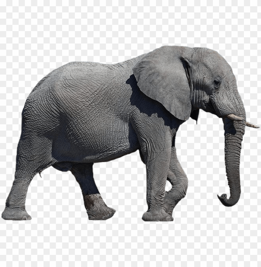 Detail Elephant Png Images Nomer 4