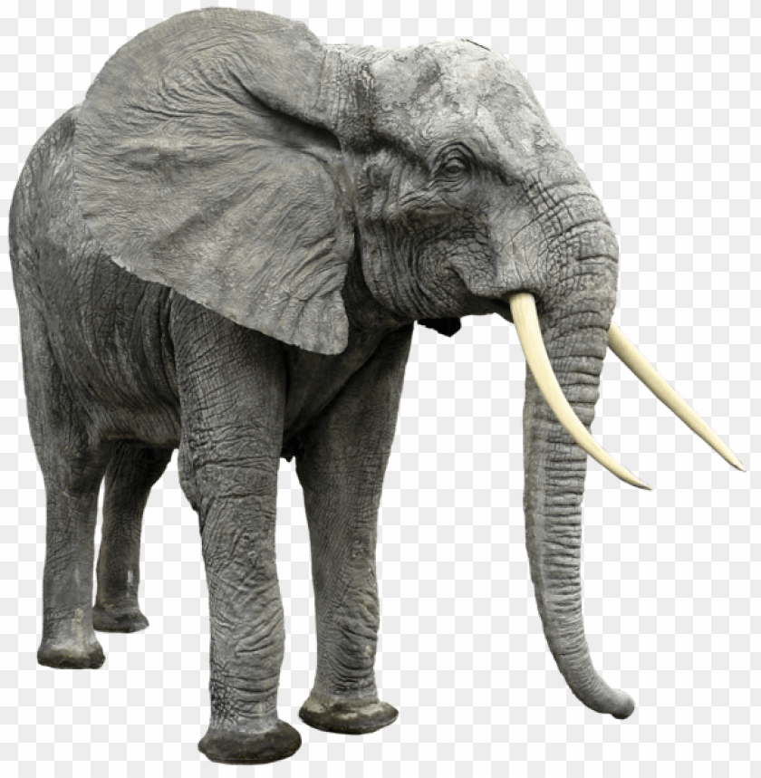 Detail Elephant Png Images Nomer 6