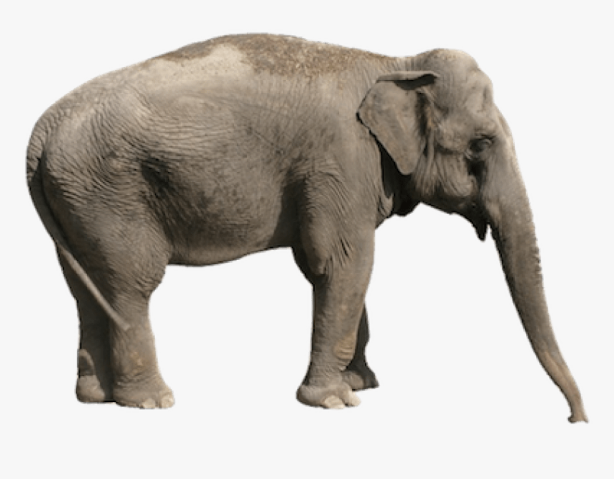 Detail Elephant Transparent Nomer 21
