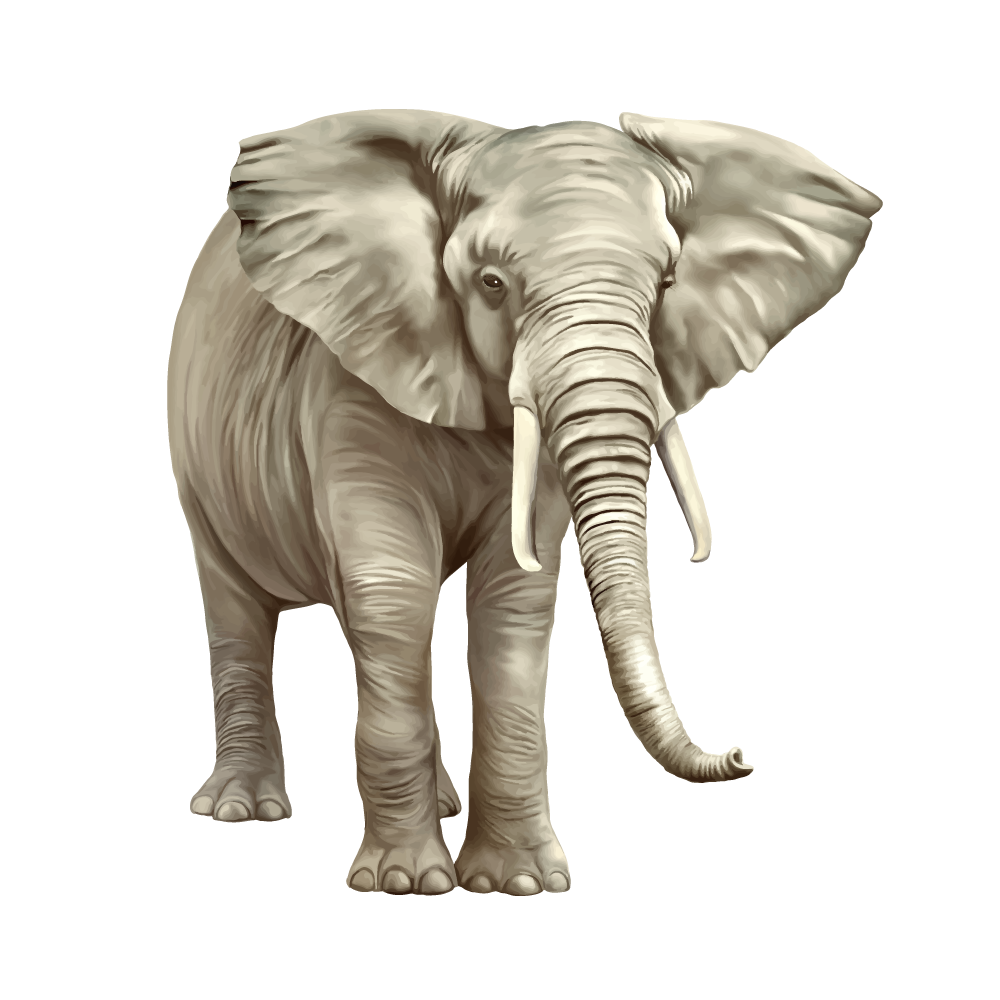 Detail Elephant Transparent Background Nomer 14