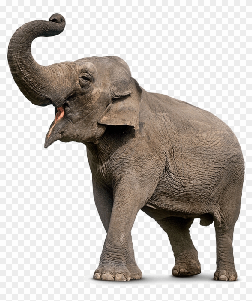 Detail Elephant Transparent Background Nomer 16