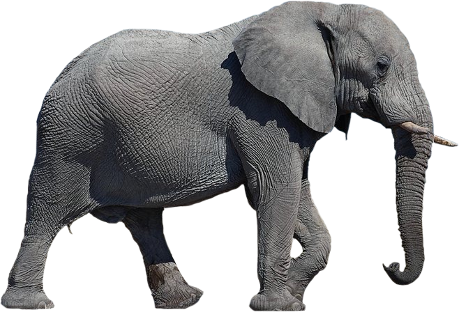 Detail Elephant Transparent Background Nomer 3