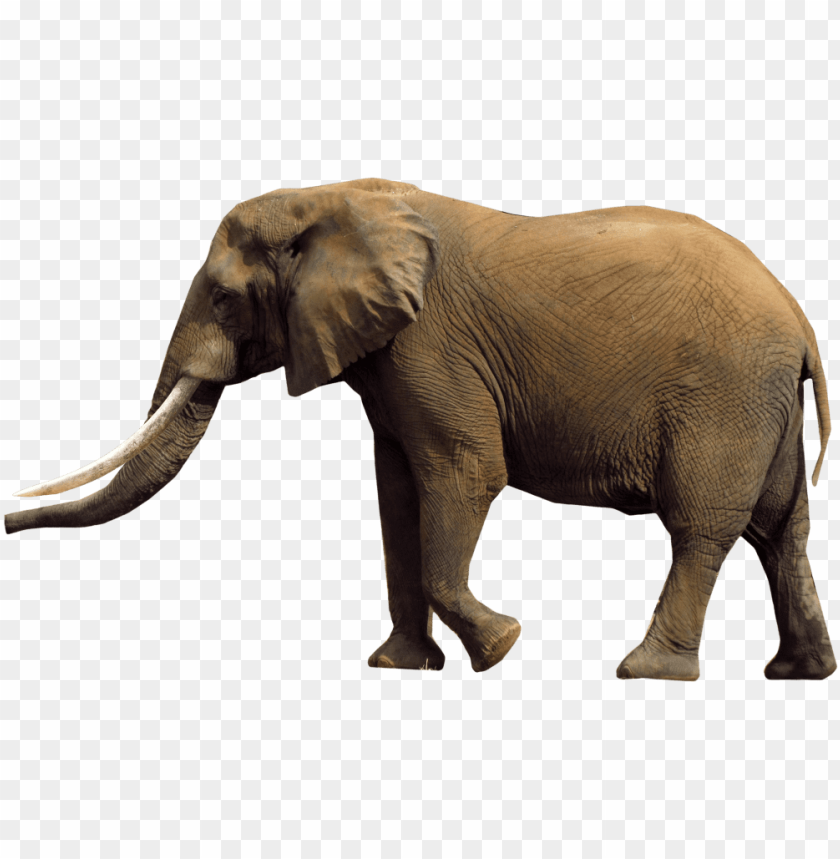 Detail Elephant Transparent Background Nomer 23