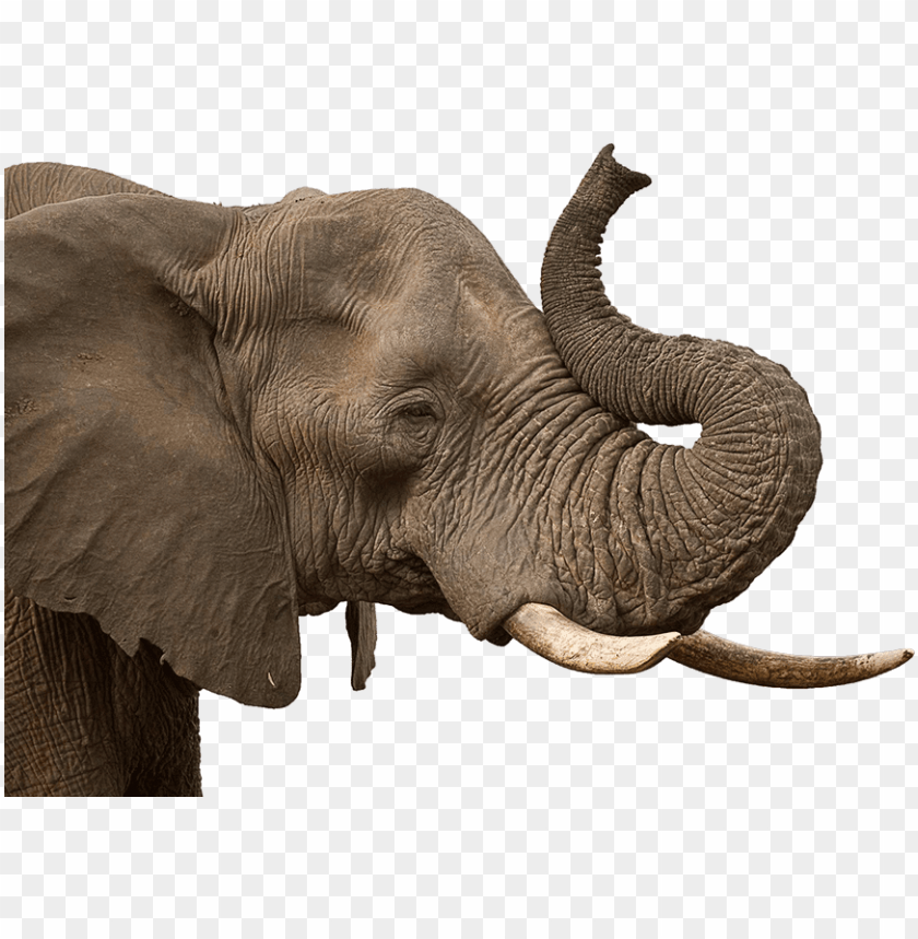 Detail Elephant Transparent Background Nomer 25