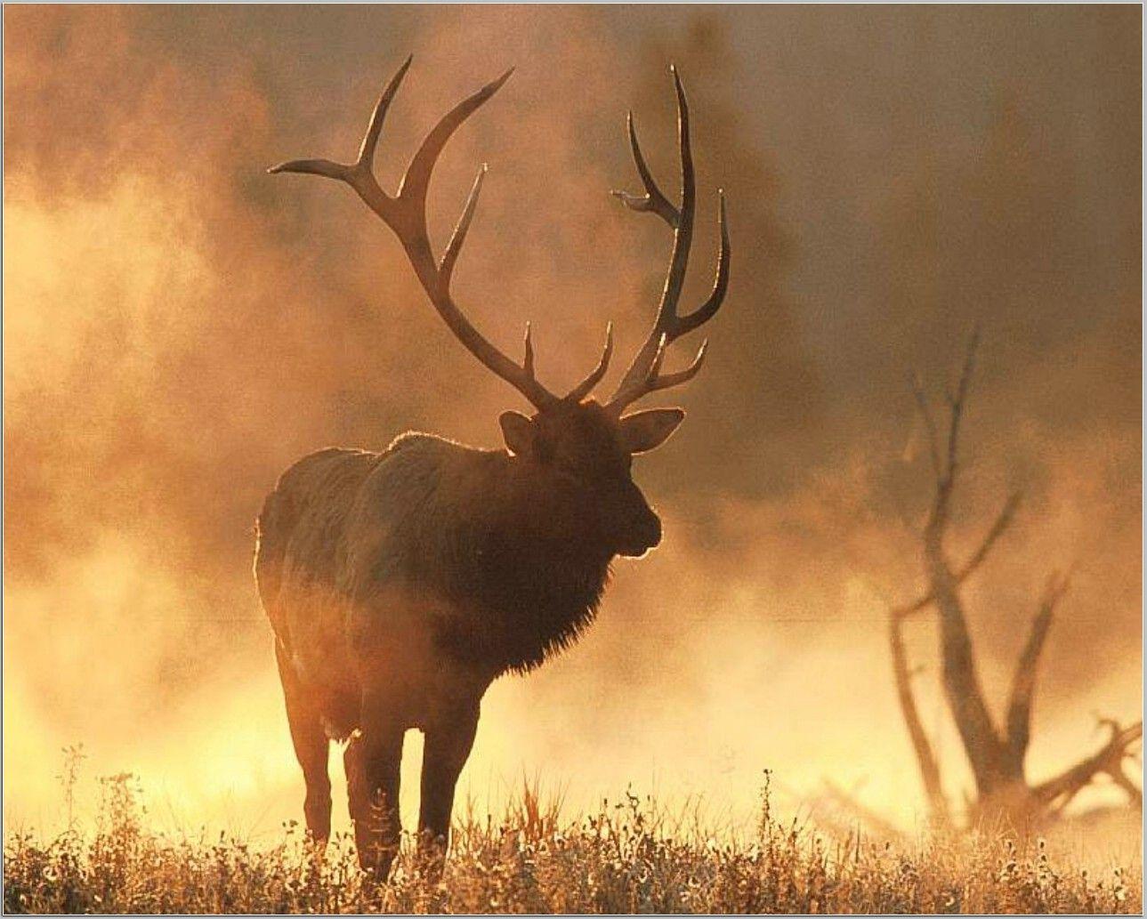 Detail Elk Backgrounds Nomer 15