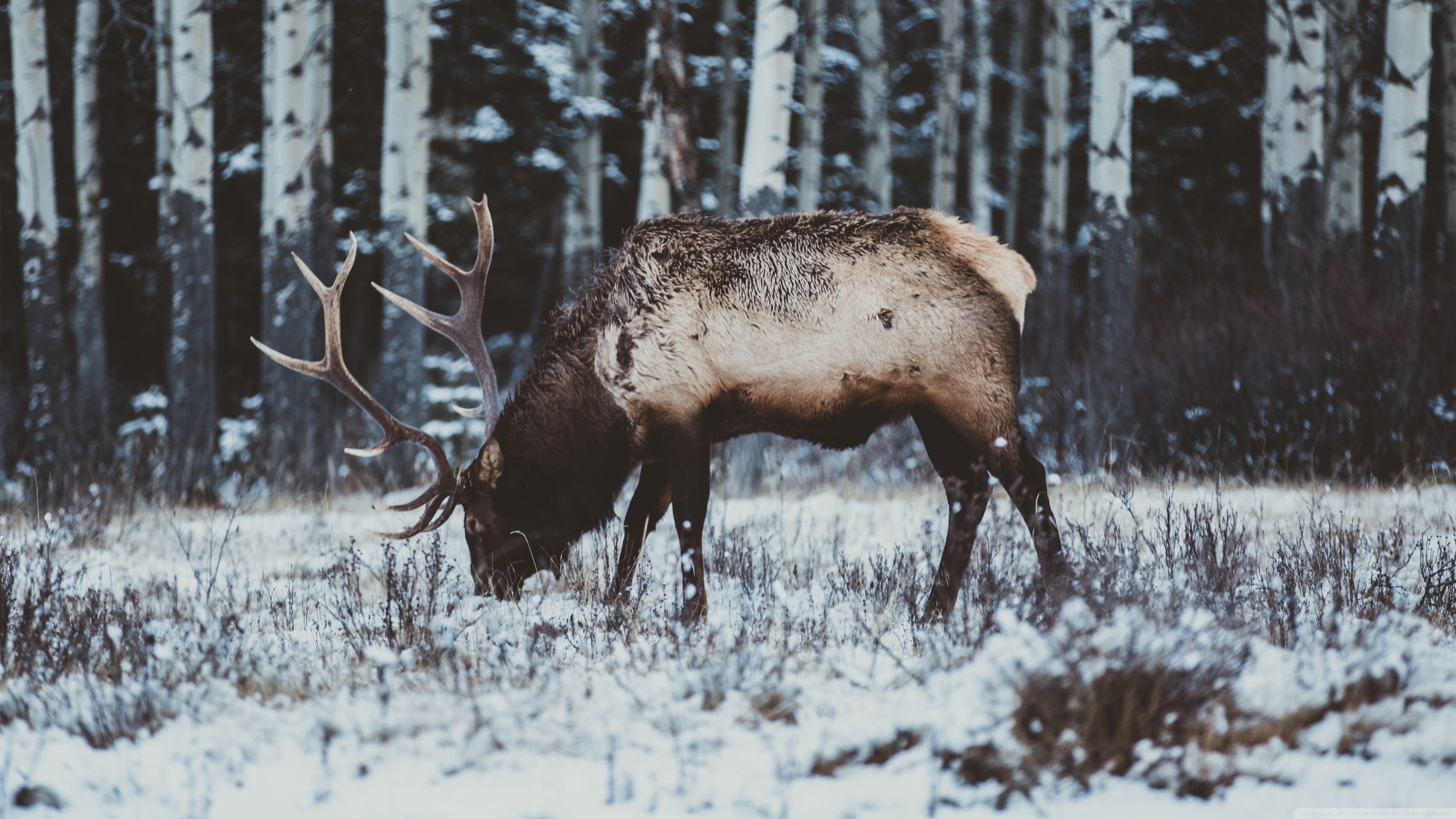 Detail Elk Backgrounds Nomer 21