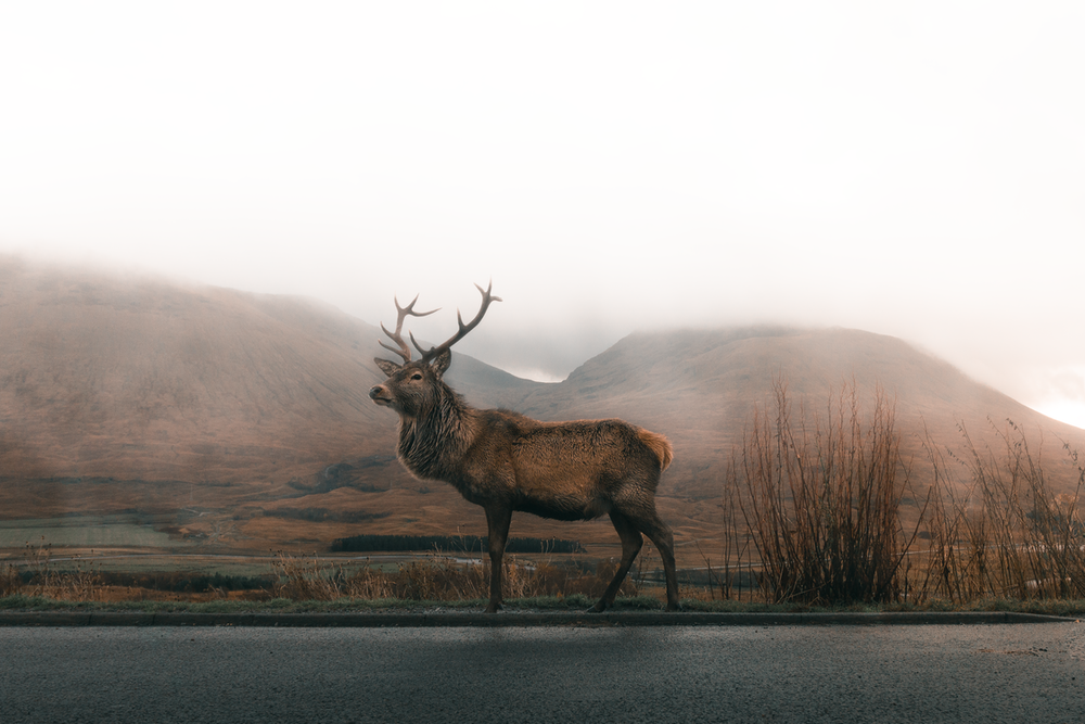 Detail Elk Backgrounds Nomer 25