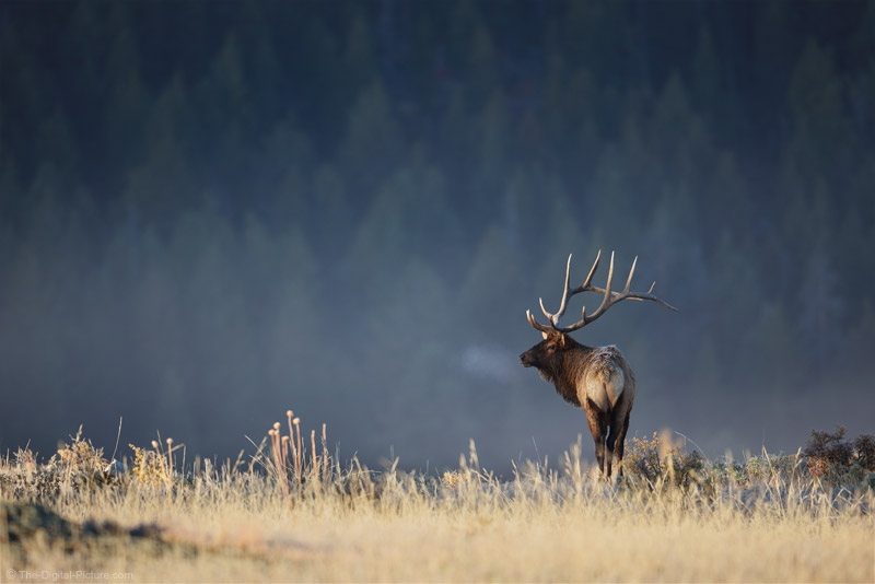 Detail Elk Backgrounds Nomer 37