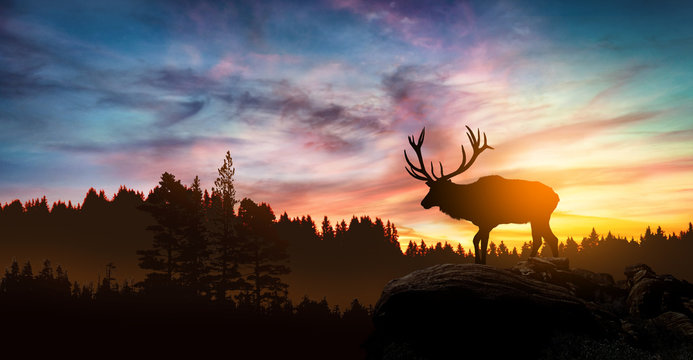 Detail Elk Backgrounds Nomer 6