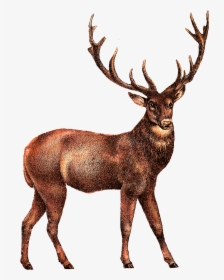 Detail Elk Download Nomer 3