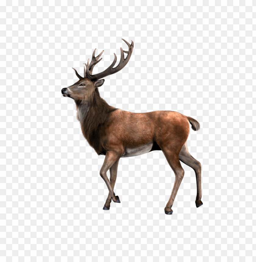 Elk No Background - KibrisPDR