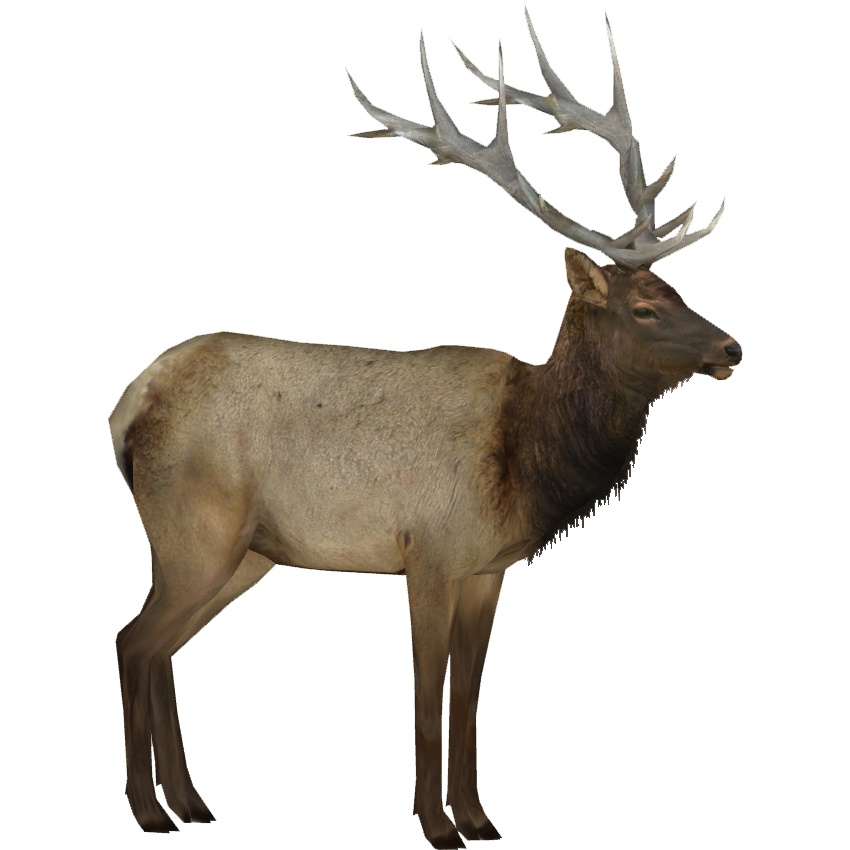 Detail Elk No Background Nomer 2