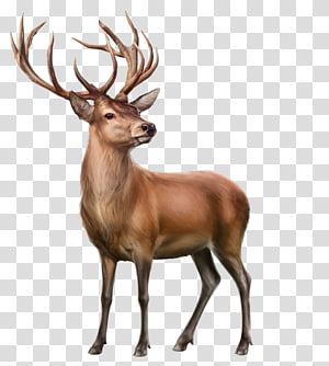 Detail Elk No Background Nomer 9