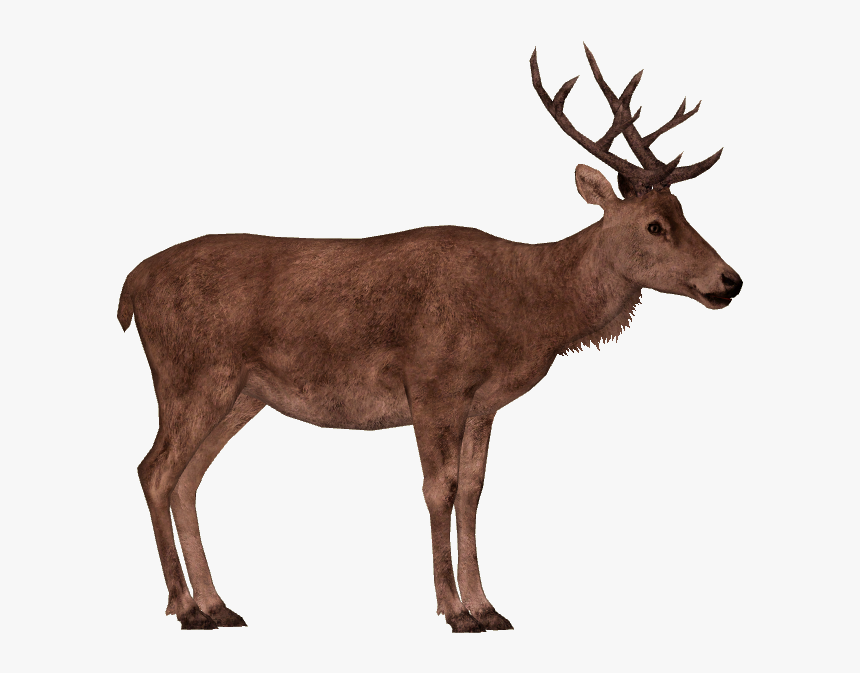 Detail Elk No Background Nomer 10