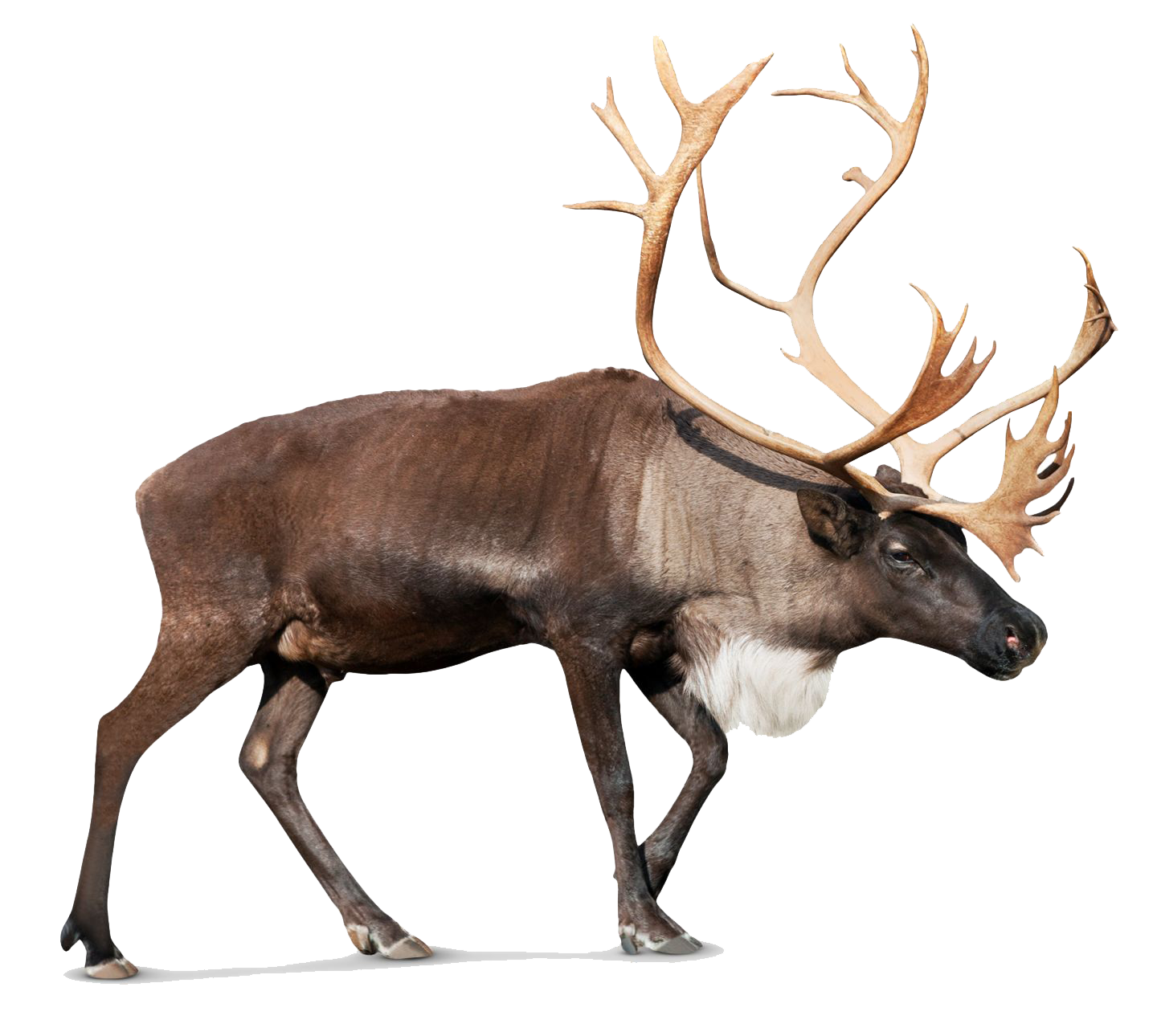 Detail Elk No Background Nomer 11