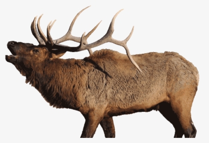 Detail Elk No Background Nomer 12