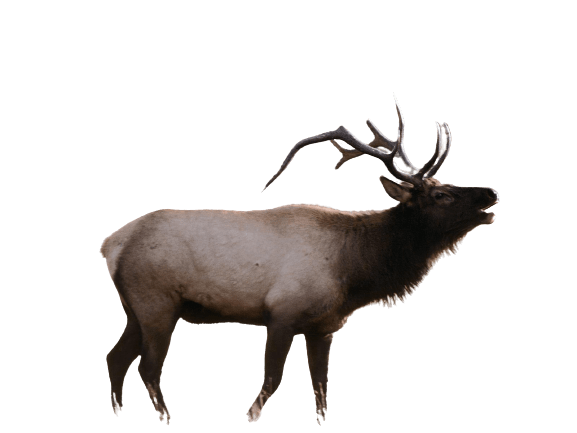 Detail Elk No Background Nomer 14