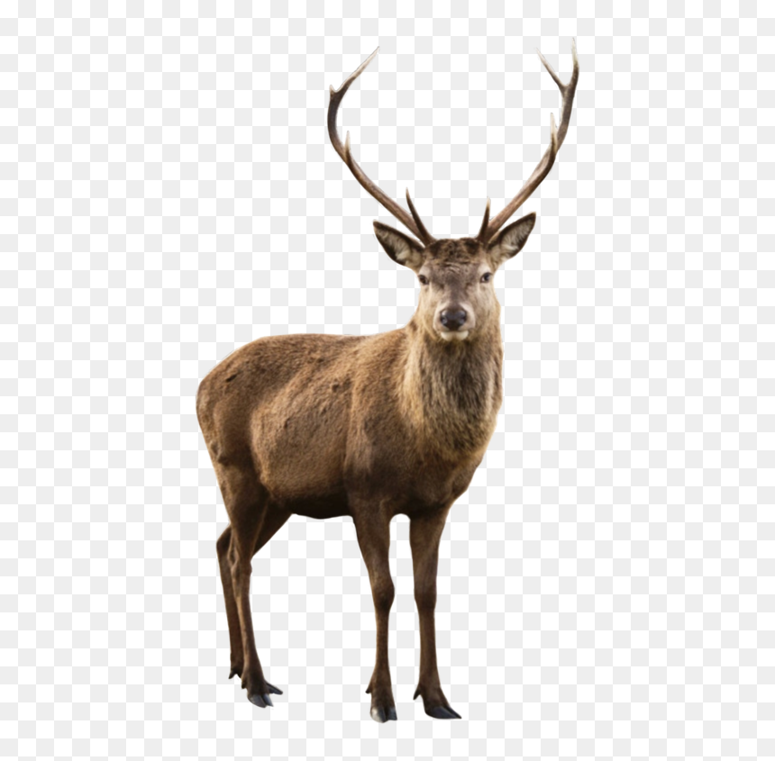 Detail Elk No Background Nomer 15