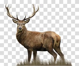 Detail Elk No Background Nomer 16